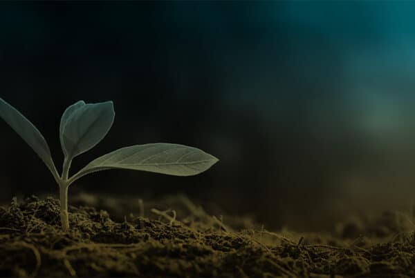 A small sprout emerging from soil